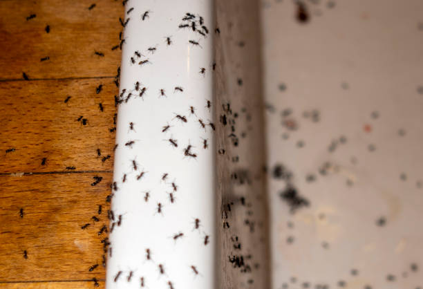 Best Best Pest Control Companies  in Essex Village, CT