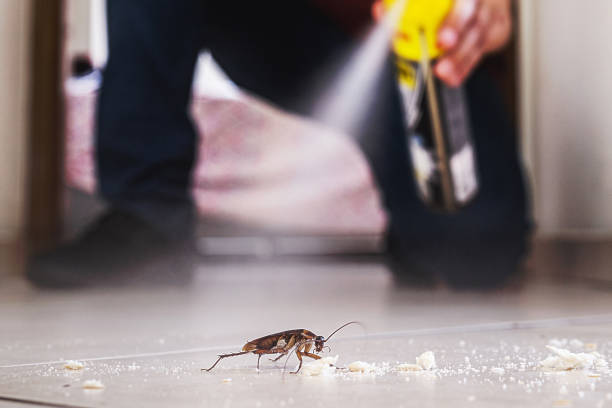 Best Pest Prevention Services  in Essex Village, CT